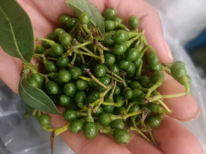 需要木姜子的老板来了