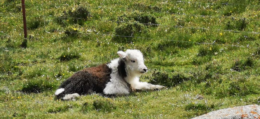 可爱的牦牛宝宝