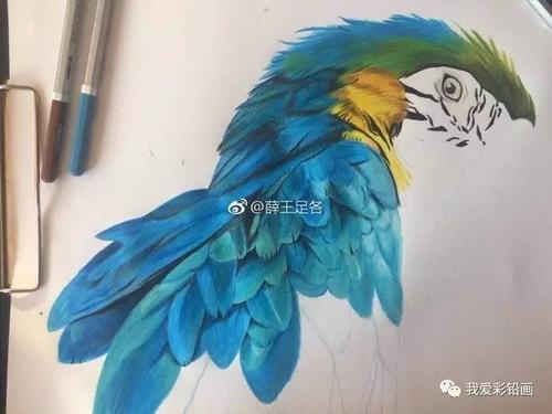 彩铅手绘 | 金刚鹦鹉