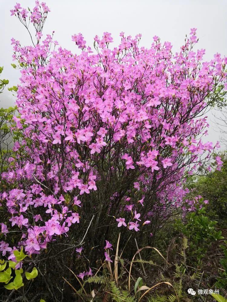 太美了!象州也有野生杜鹃花