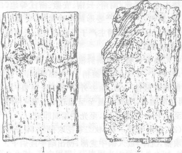 图610-2 黄柏(树皮)