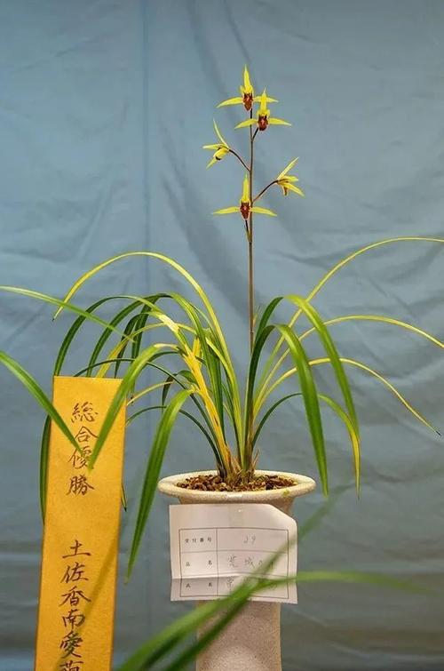 注: 1,本文根据土佐爱兰会,寒兰名品集