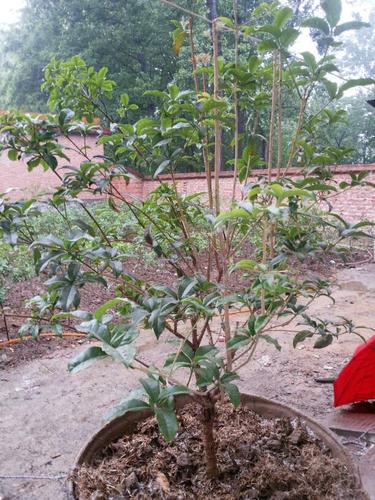 象这棵桂花怎么修剪,盆景,请老师指点