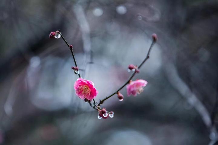 元宵赏月悬,唯有红梅伴
