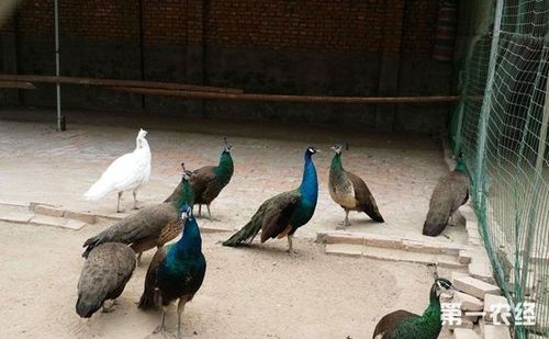 做好孔雀育雏期的管理工作,直接影响到孔雀的生长发育,体质状况和成活