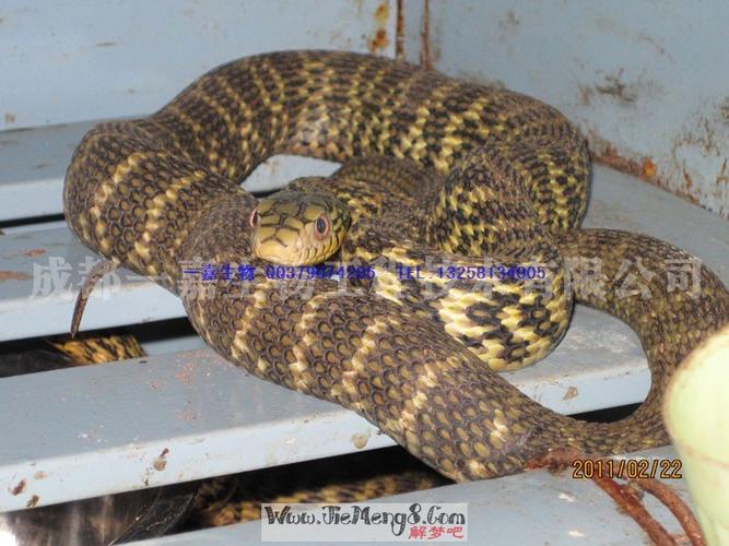 梦见一条大黄蛇,求解梦