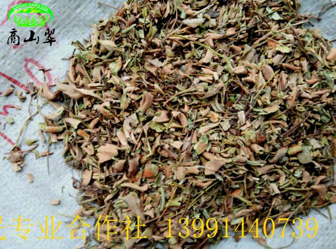 颐和中药材现货批发石苇 小叶石韦野生石苇片 各种规格药店专供