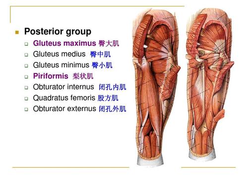 posterior group               gluteus maximus 臀大肌 gluteus