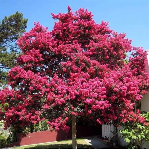 秋之秦 紫薇庭院百日红美国紫薇树苗红火箭红花紫薇花苗红火球紫薇