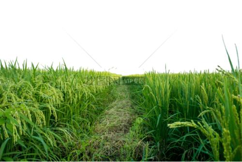 绿色水稻农田稻田地稻花香五常大米免抠元素