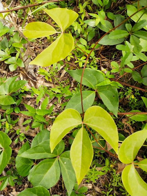 江西九岭山国家级自然保护区 大血藤(红藤)
