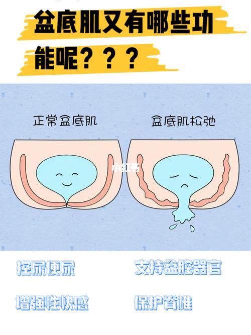 盆底肌的功能都有哪些