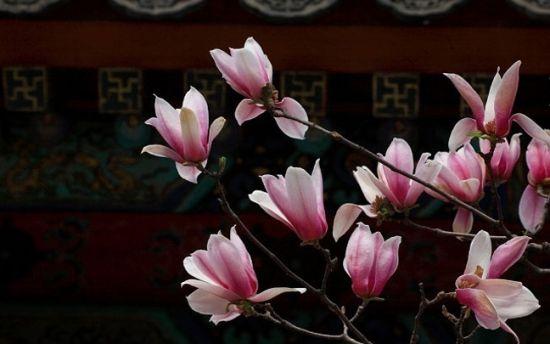颐和园赏玉兰花