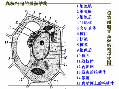 高中生物——细胞结构 功能图 .pdf 16页