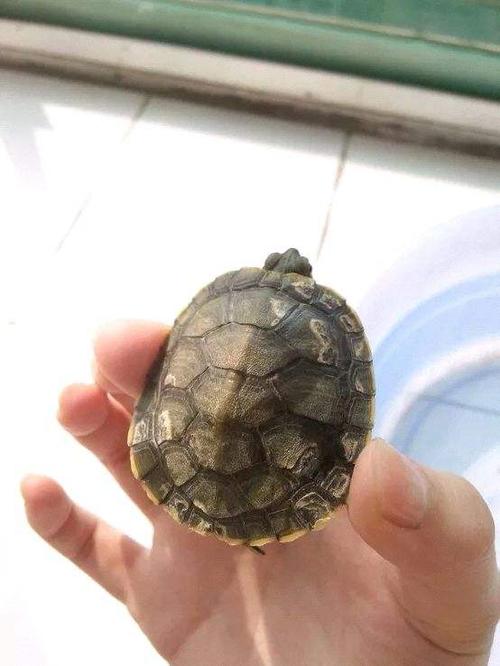 龟类疾病-讲讲乌龟背甲的真菌病以及怎么治疗