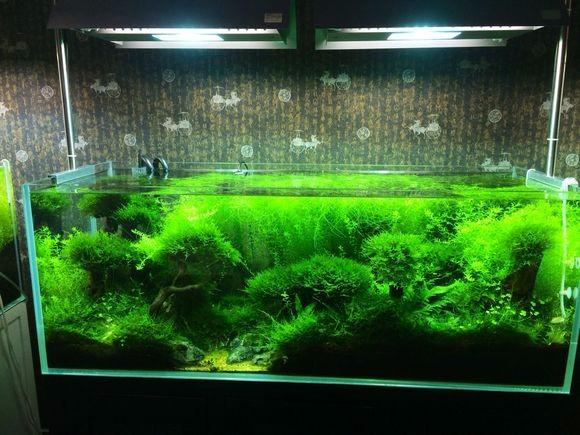 鱼缸水族箱活体造景水草 真水草