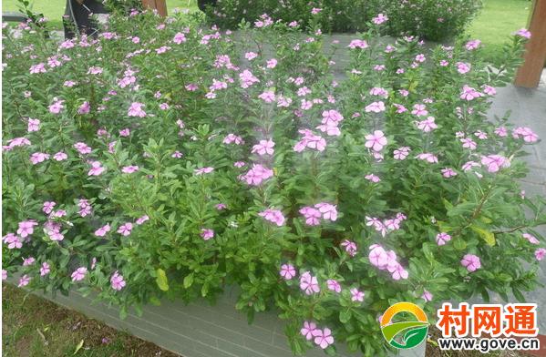 长春花的养殖方法