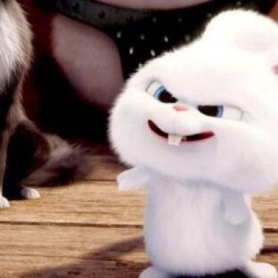 爱宠大机密兔子头像高清图 爱宠小白兔头像图片