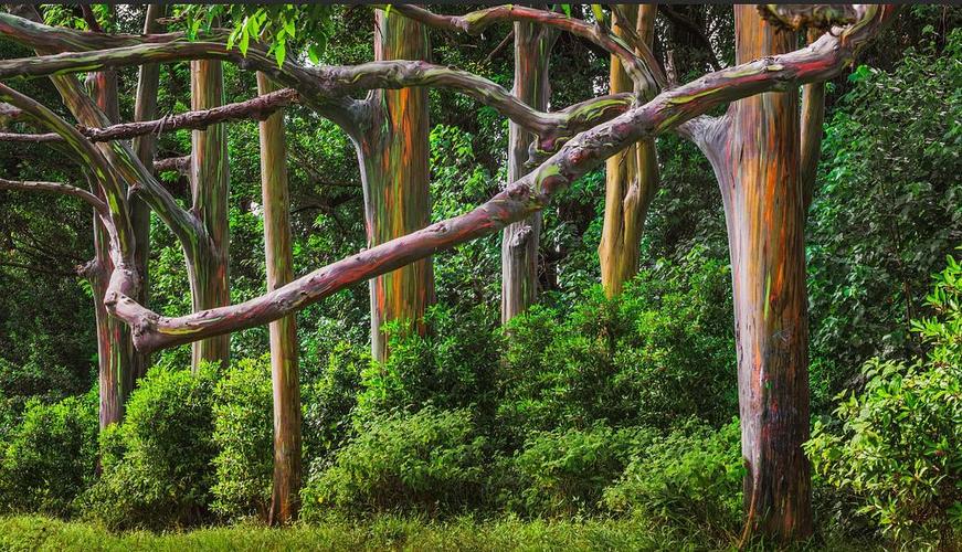 来自夏威夷的毛伊岛彩虹桉树