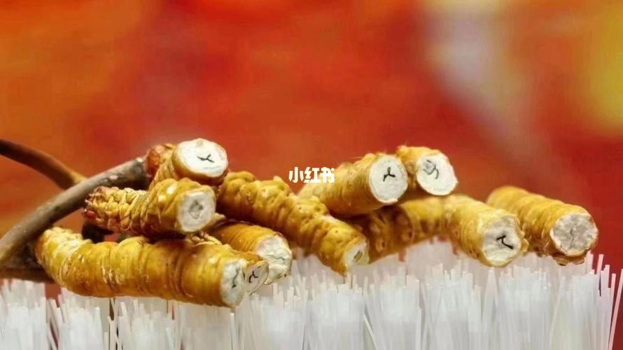 真假虫草怎么辨别_虫草_冬虫夏草_医疗健康_医疗健康