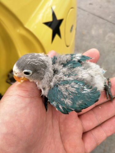 出售牡丹玄凤鹦鹉幼鸟,有喜欢的进来看看.