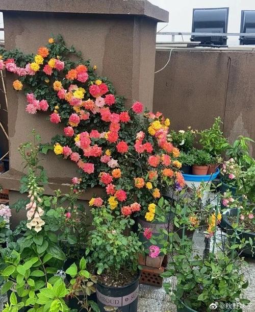 彩虹藤生长进化史?别人家的花好懂事!