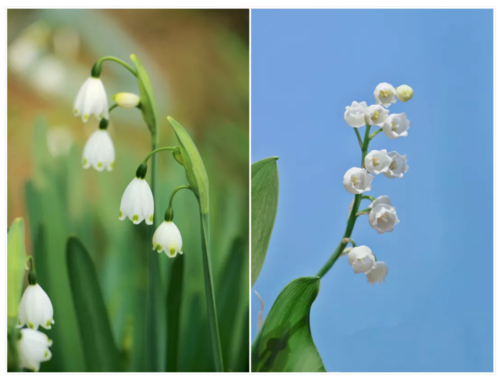 双宋(宋慧乔宋仲基)结婚时的手捧花!铃兰耶!