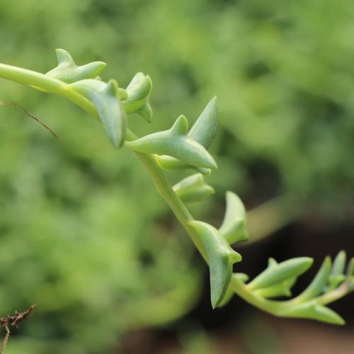 海豚弦月 多肉小海豚 日本新品 稀有萌物 三爪上弦月一物一拍