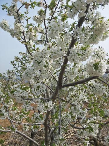 大樱桃习性之开花