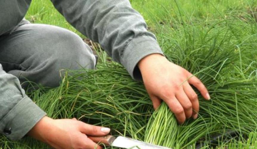 原创马云开始割韭菜支付宝这项服务将收费商人嘴脸暴露无遗