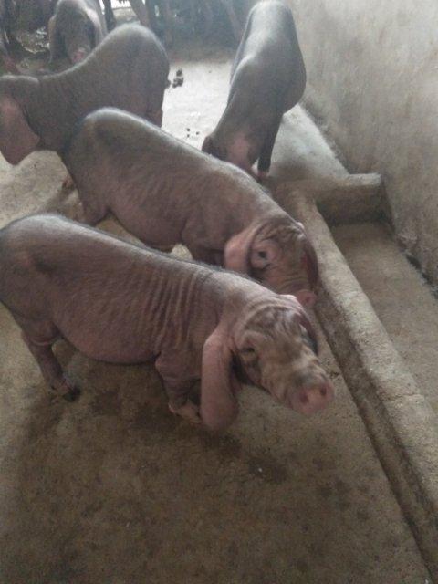 纯种梅山母猪产仔王3800一头乳头1822