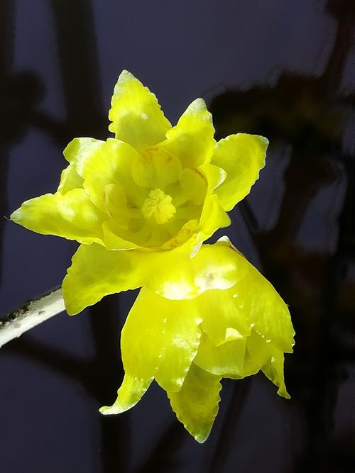 蕊蕊梅梅