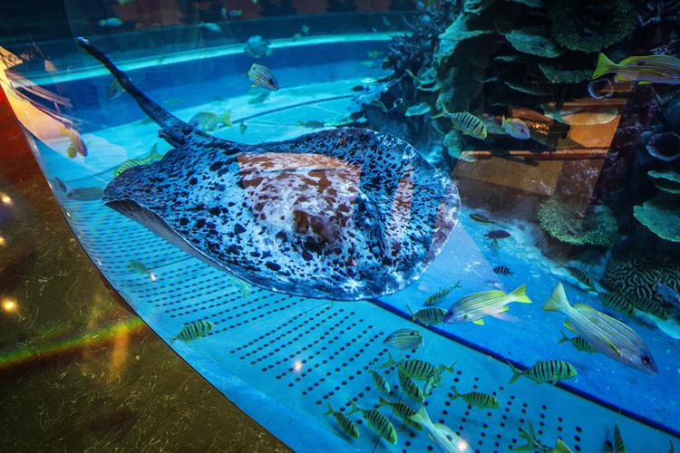 西北首个购物中心海洋馆落户兰州中心bm层