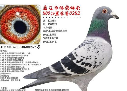 【赛鸽】阳光开尔徐应捷的超级种鸽,3年作出10羽天津开创奖鸽!