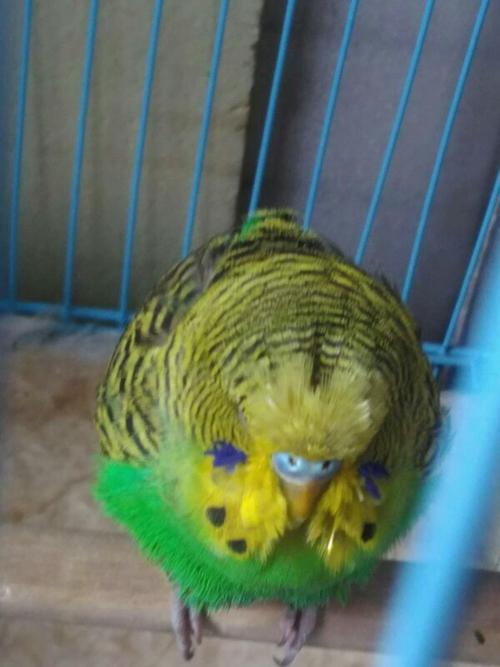 虎皮鹦鹉 单养 公 最近几天不爱叫 羽毛疏松 经常在笼子底下休息 平常