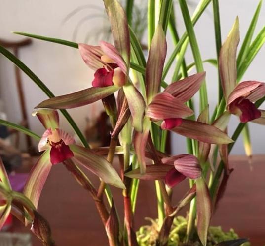 春兰"滇红素",却无需春化,香味醇厚持久,是资深兰友的