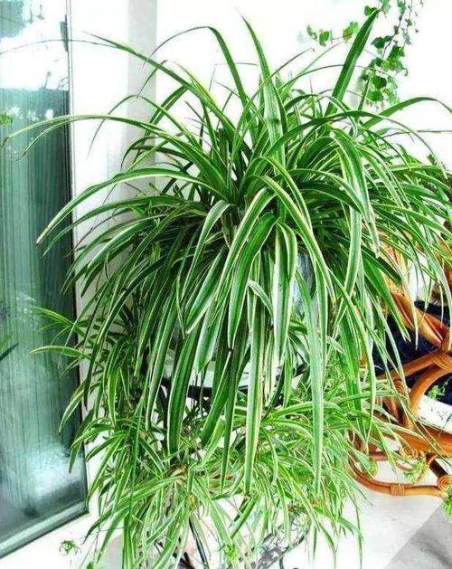 怎么让吊兰爆盆?