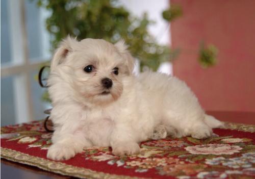 可爱狗狗之卷毛比雄犬