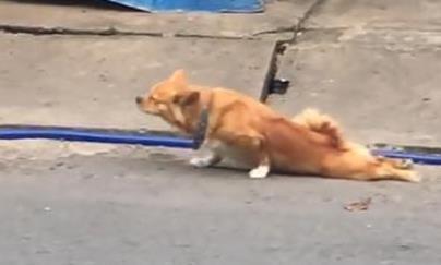 流浪狗"成精"了, 装成瘸子在路上乞食, 叼起食物后却活蹦乱跳