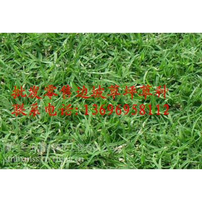 城厢复绿工程草籽涵江复绿工程草籽荔城复绿工程草籽批发零售