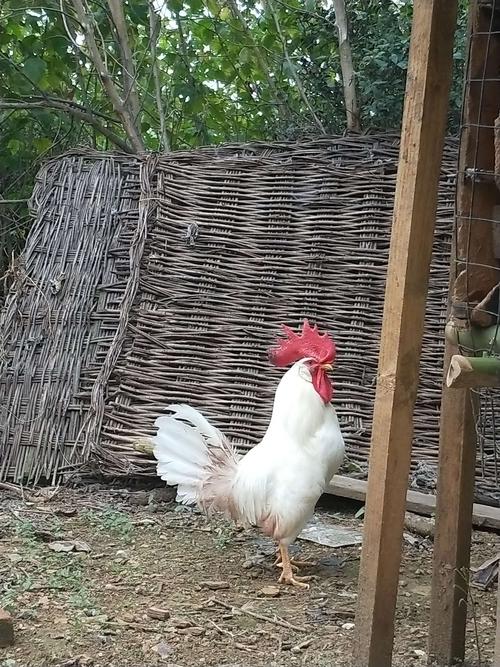 白来航鸡的简单介绍