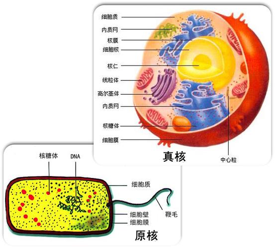  p>原核生物是指一类细胞核无核膜包裹,只存在称作核区的裸露dna的