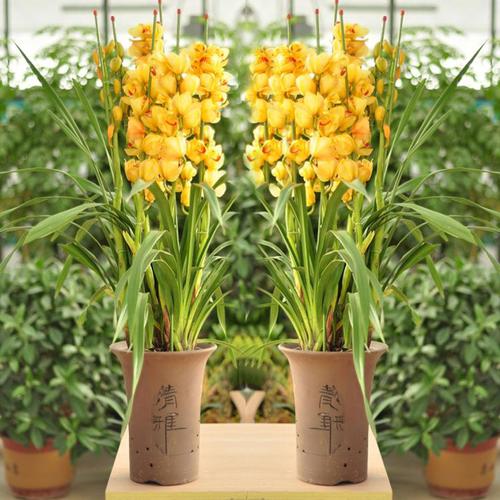 大花蕙兰盆景阳台室内花卉观花绿植物四季开花虎头兰蝉兰花苗盆栽