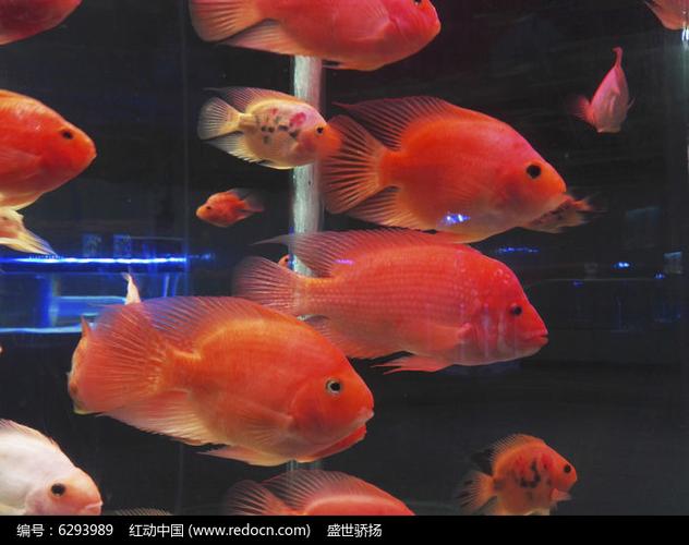 红色金鱼