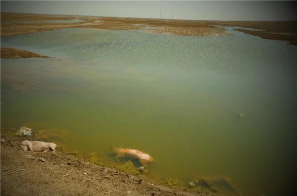 黄河大堤内出现死猪达拉特旗政府回应