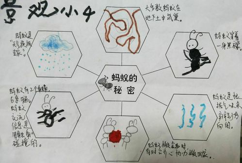 蚂蚁的秘密