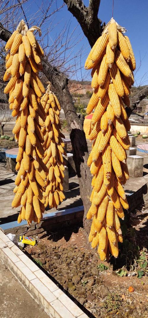 一串串金黄的玉米,一个个滚圆的瓜儿,杀了一头肥羊,宰了一只鸡,瓜果菜