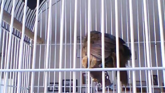 土画眉也能唱出天籁之音,真是没想到