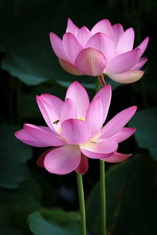 微距# #鲜花# #荷花