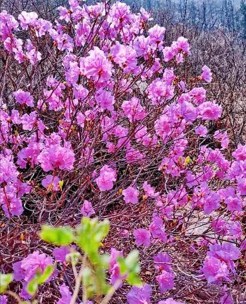 粉色主题的美图:待到山花烂漫时,她在丛中笑